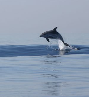 Dolphins of Losinj