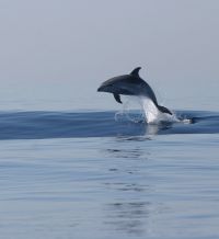 Dolphins of Losinj
